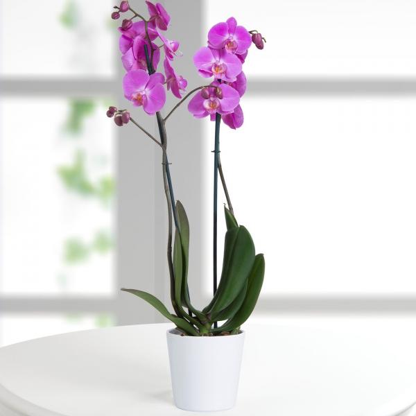 Purple-Orchid-اوركيدا-نهدي beirut