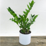 Small Zamia