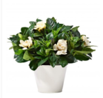 Gardenia Plants جاردينيا - Delivery outside Amman (Amman villages and governorates) will take place 24hours after ordering