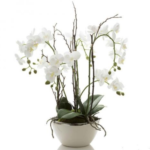 Luxury Orchid Arrangement send to amman jordan