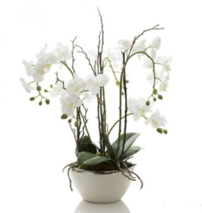 Luxury Orchid Arrangement send to amman jordan