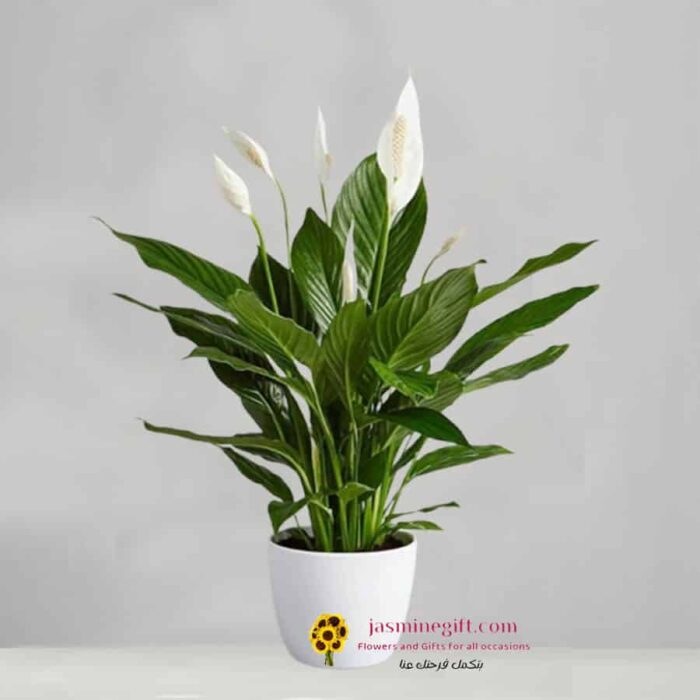Peace-Lilie’s-(Spathiphyllum-plants,توصيل-نباتات-الى-الاردن