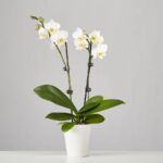 Phalaenopsis-Orchid-White-send plant to amman