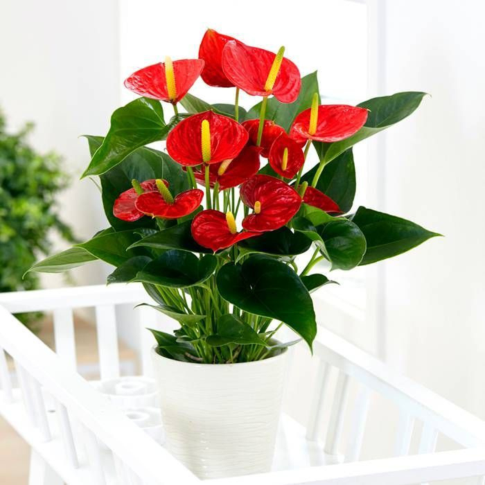 red anthurium plant care Plant jordan مشتل ورد ونباتات الاردن