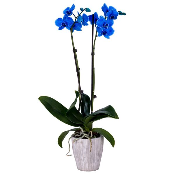 Blue Orchids Plant - This plant is considered one of the most luxurious types of indoor plants  