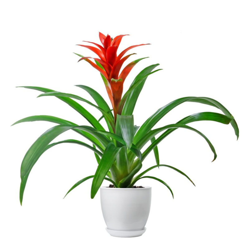 Red Guzmania Plant jordan مشتل ورد ونباتات الاردن