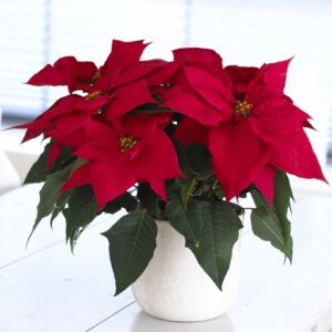 Christmas plant gift send to amman jordan