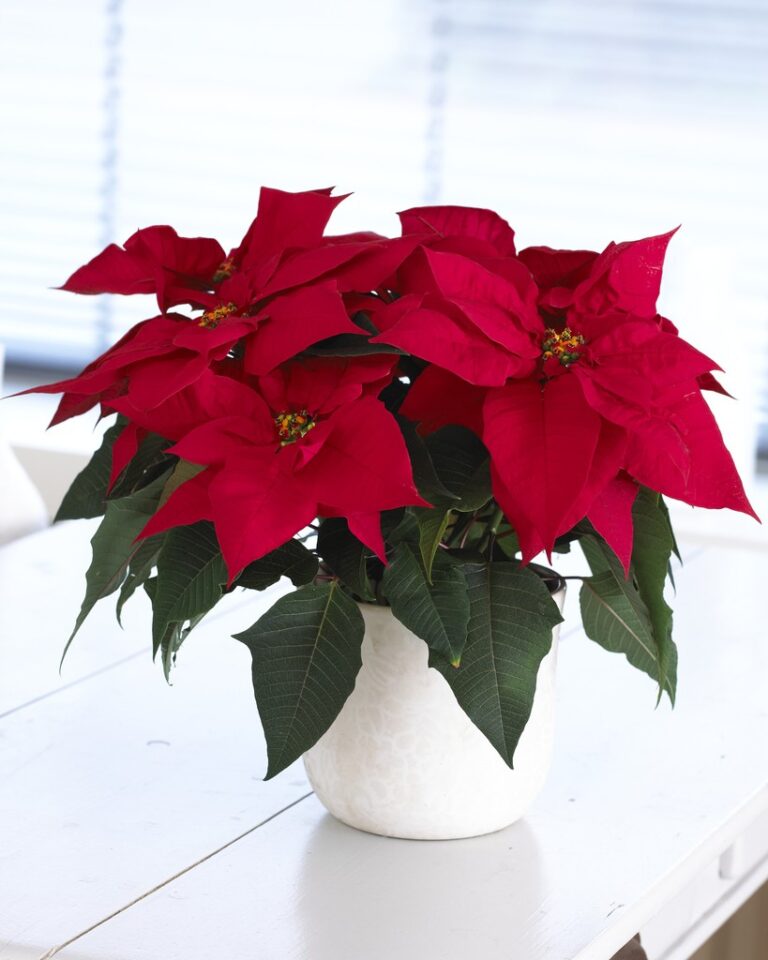 Christmas plant gift send to amman jordan