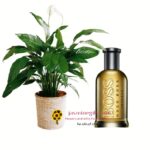 hugo boss men perfume gift to amman,jordan for father's day