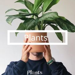 send plants to amman online