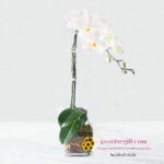 Online-White-Orchid-Plant-In-Glass-Vase-Gift-Delivery-in-Amman---jasmine-gift
