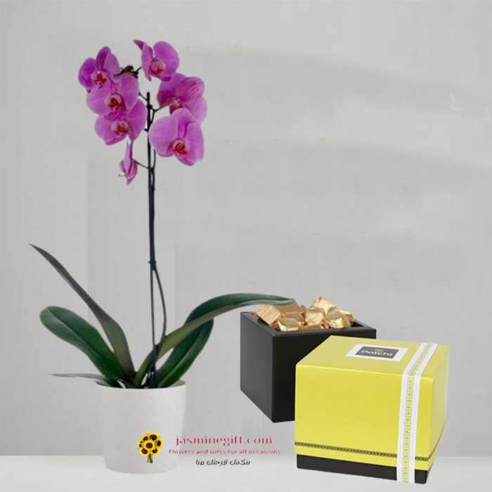 Purple Orchid Plant + Patchi Chocolates box , send plant to amman