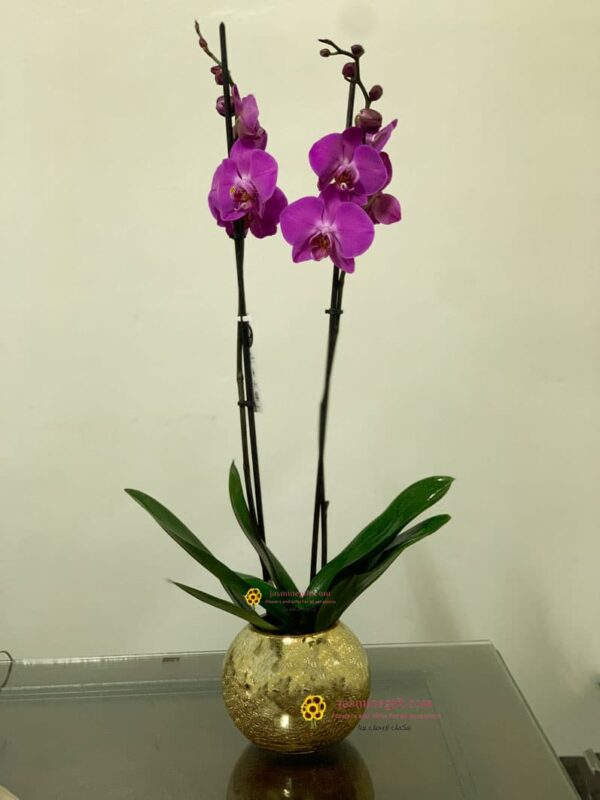 luxury orchid plant amman, send plant to jordan