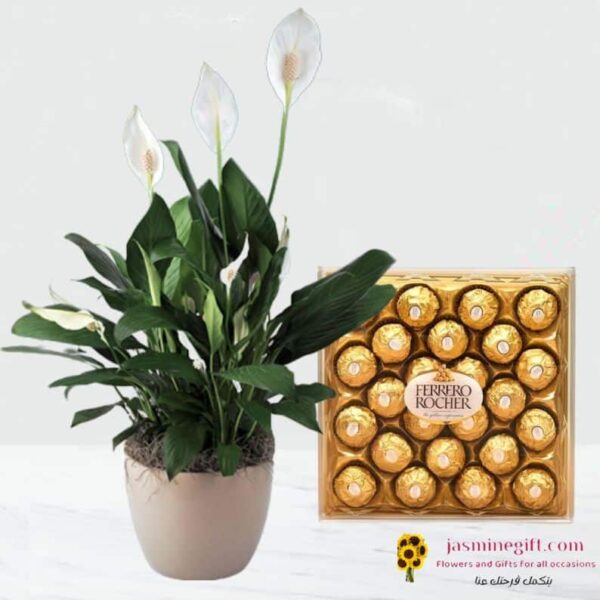 mother day plant and Ferrero Rocher gift jordan