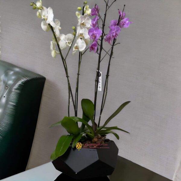 jasminegift.com Amman,jordan orchid luxery