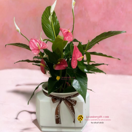 نباتات داخلية هدية عيد الأم , send flower to mom day amman