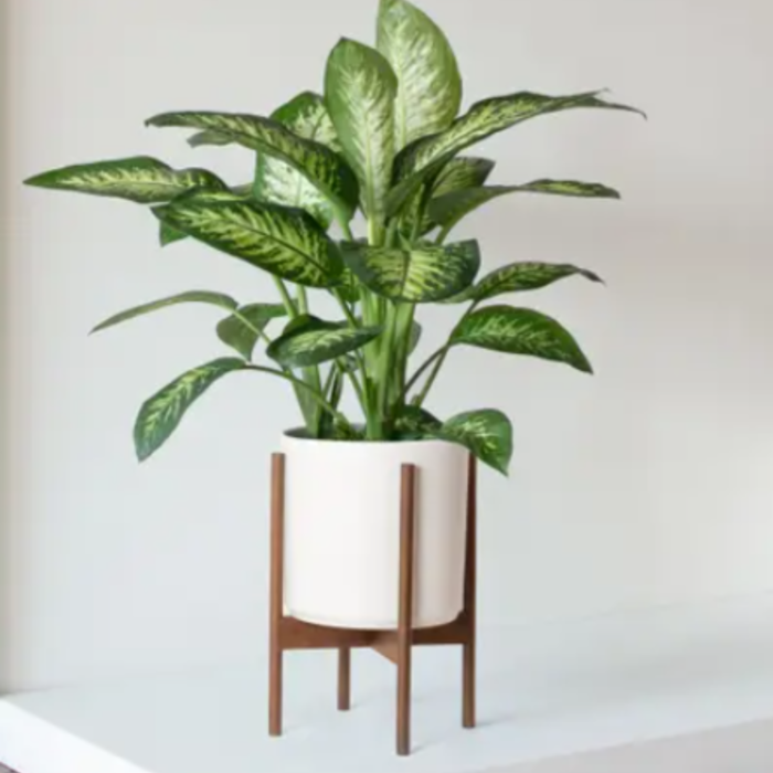 houseplant Dieffenbachia Plant ,send in door plant to jordan