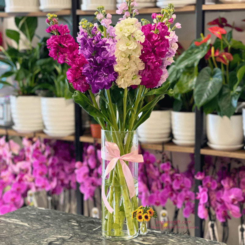Matthiola Bloom