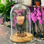 The legendary pink rose الوردة الاسطورية الوردية