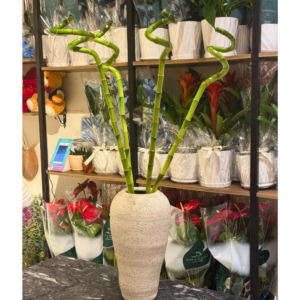 5 Lucky Bamboo Stems