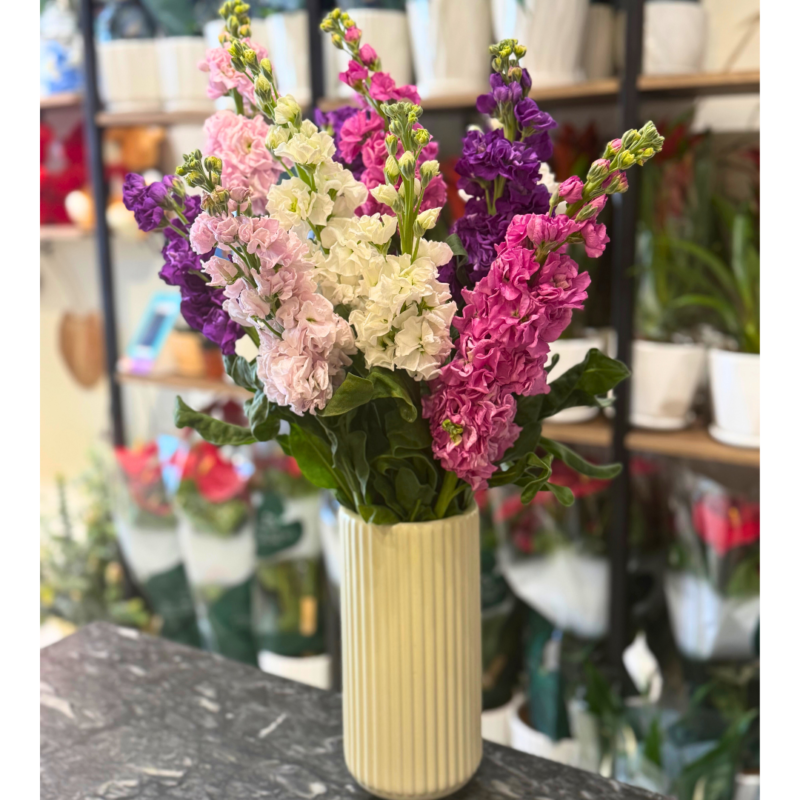 Heaven's Scent - 10 Matthiola Stems