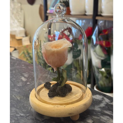 Forever pink rose in glass dome, eternal love.