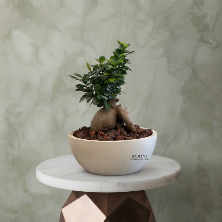 Bonsai Ginseng Plant amman in a round white pot with dark lava rocks on a marble pedestal.نبتة بونساي جينسينغ