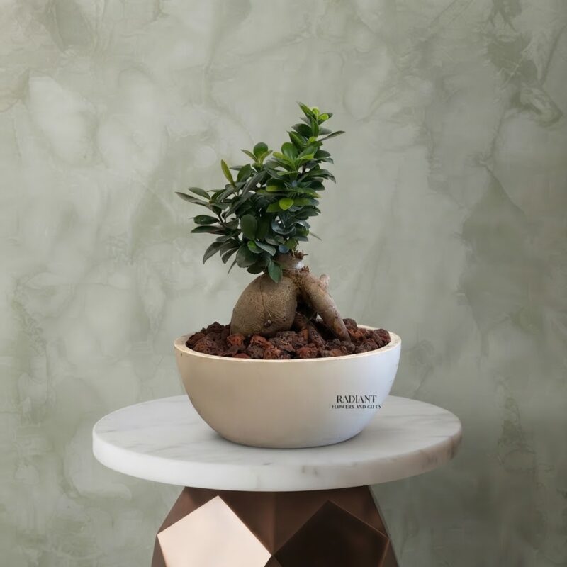 Bonsai Ginseng Plant amman in a round white pot with dark lava rocks on a marble pedestal.نبتة بونساي جينسينغ