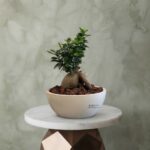 Bonsai Ginseng Plant amman in a round white pot with dark lava rocks on a marble pedestal.نبتة بونساي جينسينغ