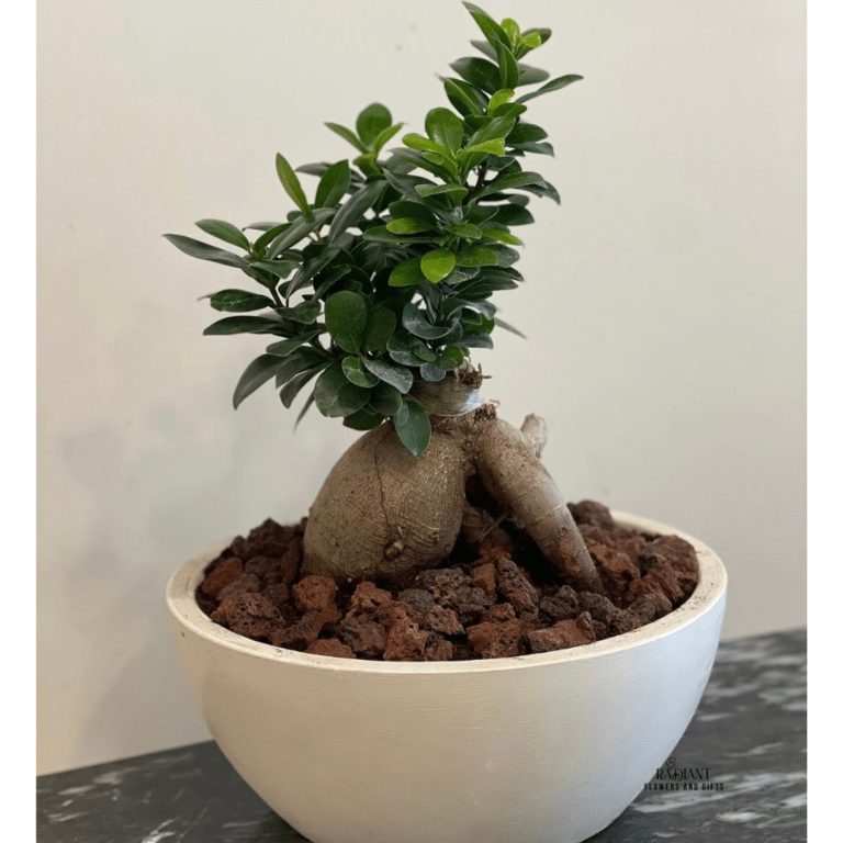Bonsai Plant .send plant to amman jordan