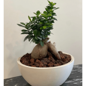 Bonsai Plant .send plant to amman jordan