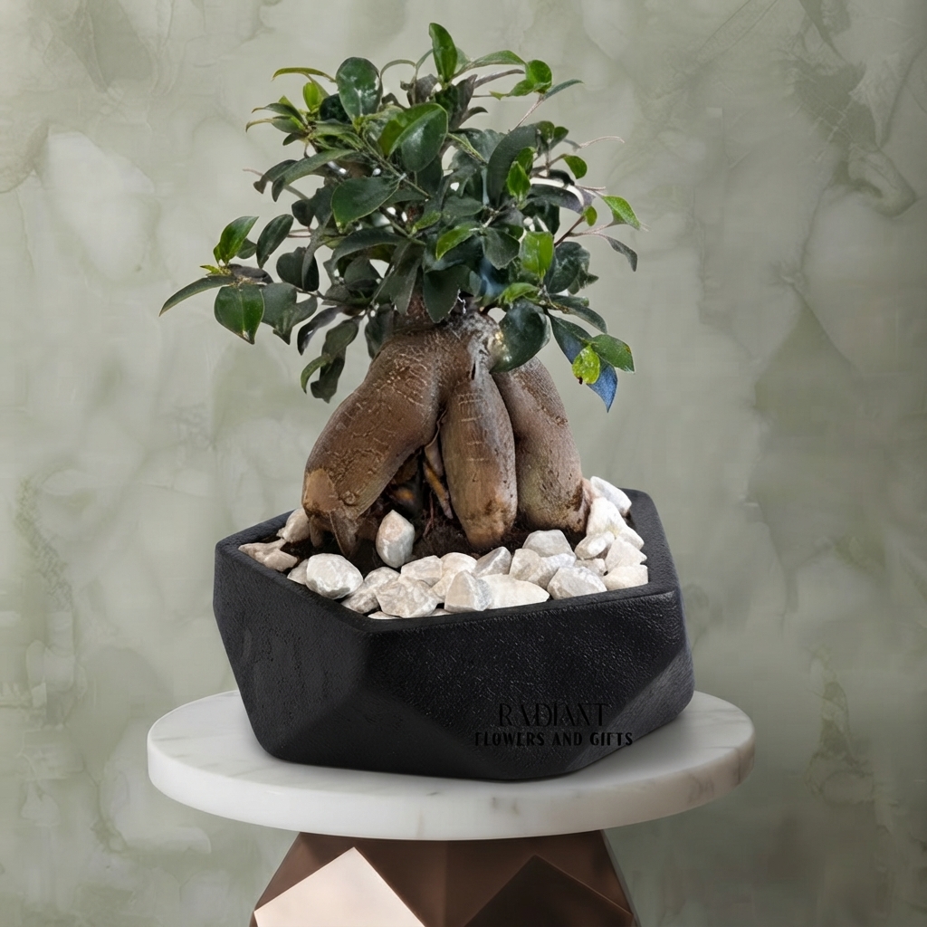 Bonsai Ginseng Plant Geometric Black Pot