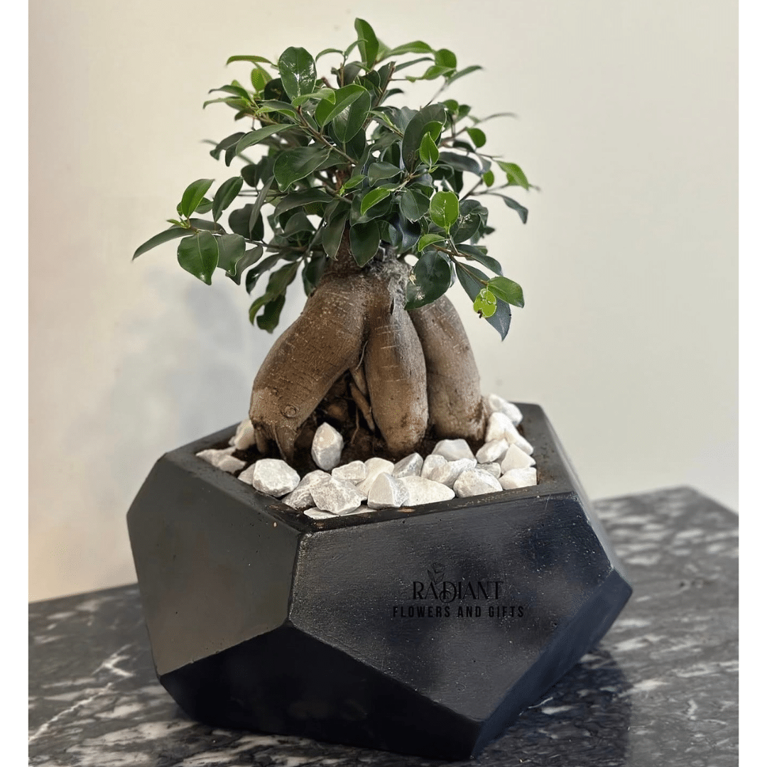 _نبتة البونساي Bonsai Plant .send plant to amman jordan _نبتة البونساي Bonsai Plant .send plant to amman jordan