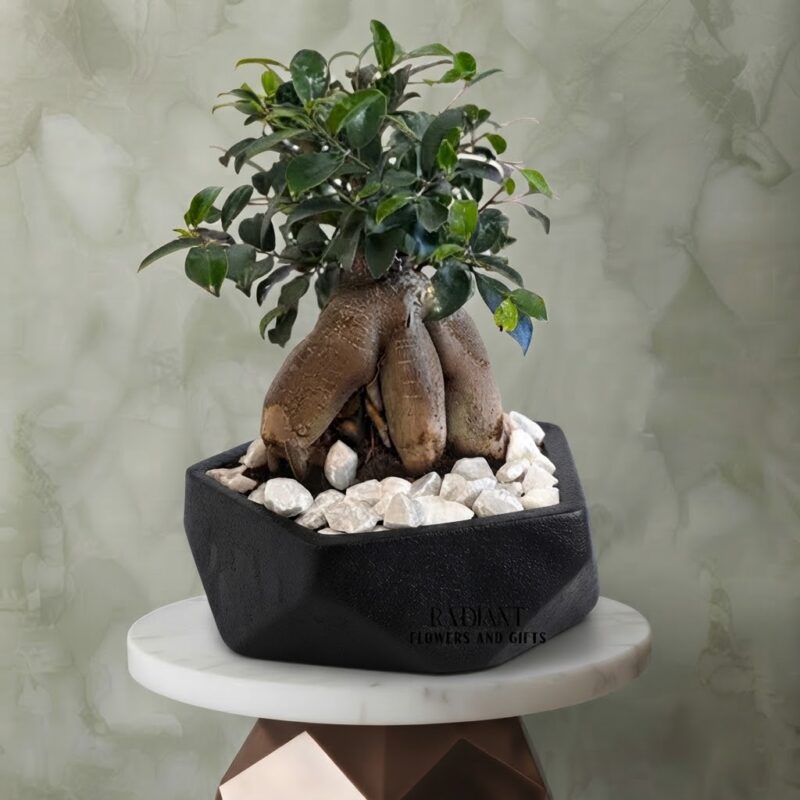 نبتة بونساي في حوض أسود هندسي مع أحجار بيضاء | Bonsai plant in a geometric black pot with white stones.