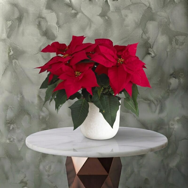 Red poinsettia plant with vibrant red leaves in a white pot in Amman-نبتة الكريسماس الحمراء الطبيعية بأوراق حمراء زاهية داخل أصيص أبيض في عمان